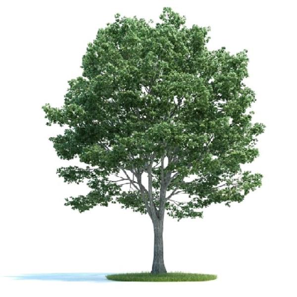 درخت - دانلود مدل سه بعدی درخت - آبجکت سه بعدی درخت - دانلود آبجکت سه بعدی درخت -دانلود مدل سه بعدی fbx - دانلود مدل سه بعدی obj -Tree 3d model free download  - Tree 3d Object - Tree OBJ 3d models - Tree FBX 3d Models